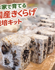 【水不足で栽培継続の危機】おうちで育てる国産木耳(きくらげ)菌床キット|水をあげるだけ・食育にも◎