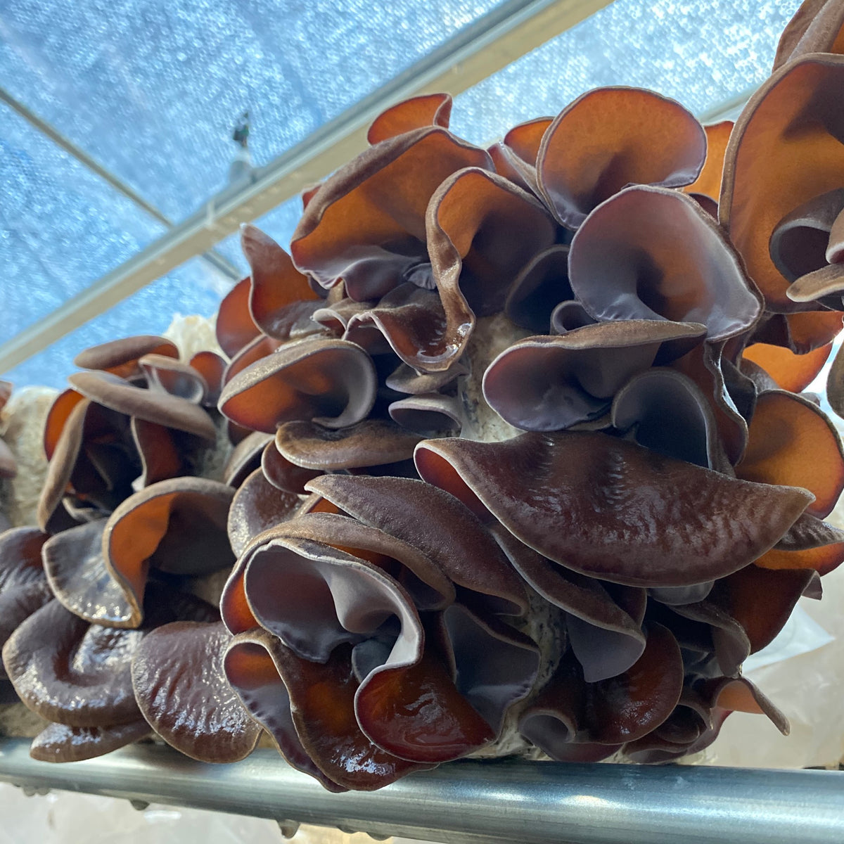 菌床いっぱいに育った黒木耳（くろきくらげ）。届いてすぐ収穫できる状態